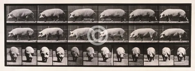 Sow walking, 1872-1885.  Creator: Eadweard J Muybridge.