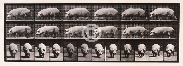 Sow walking, 1872-1885.  Creator: Eadweard J Muybridge.