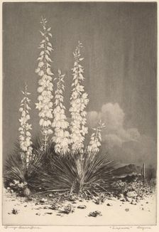 Soapweed, Arizona (no. 2), c. 1924. Creator: George Elbert Burr