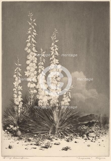 Soapweed, Arizona (no. 2), c. 1924. Creator: George Elbert Burr.