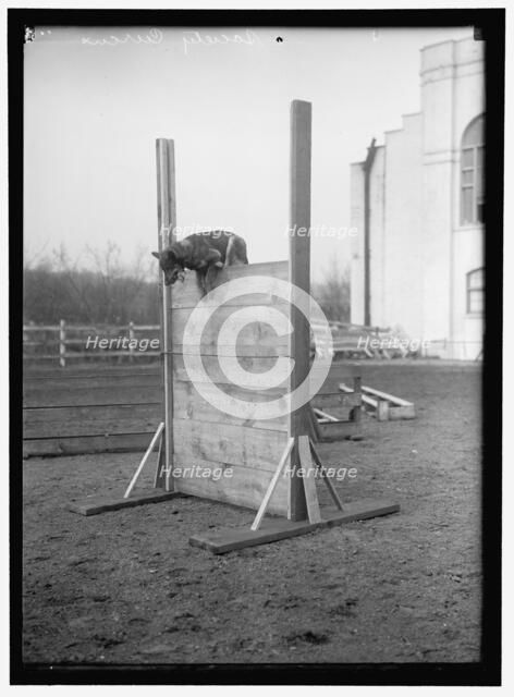 Society Circus, between 1909 and 1923. Creator: Harris & Ewing.
