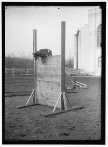 Society Circus, between 1909 and 1923. Creator: Harris & Ewing