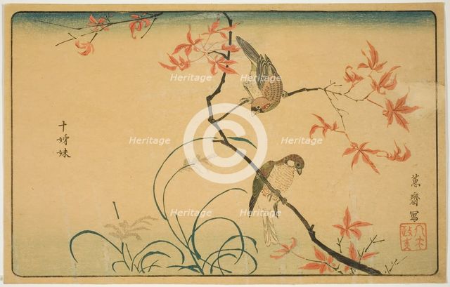Society Finches (Jushimatsu), Japan, 1790s. Creator: Kitao Masayoshi.