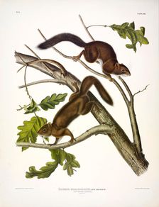 Soft-haired Squirrel, Sciurus Mollipilosus, 1845