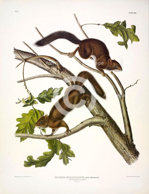 Soft-haired Squirrel, Sciurus Mollipilosus, 1845.