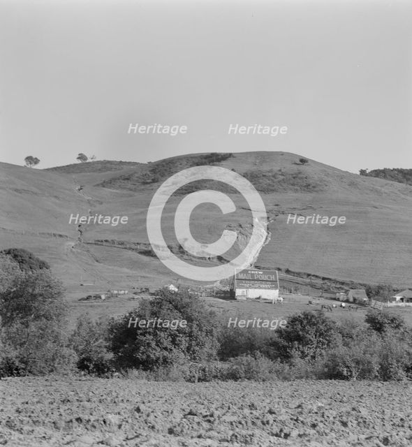 Soil erosion in California hills, small dairy ranch near Gibson, California, 1937. Creator: Dorothea Lange.