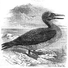 Solan Gannet, shot near Boston, 1854. Creator: Pearson