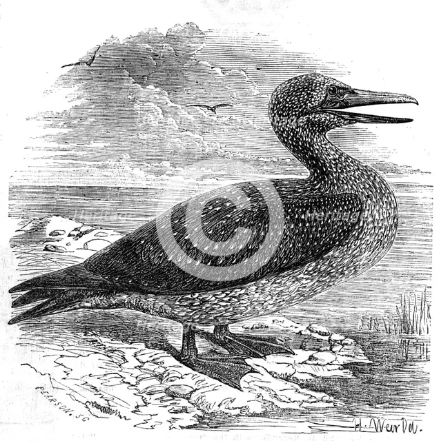 Solan Gannet, shot near Boston, 1854. Creator: Pearson.