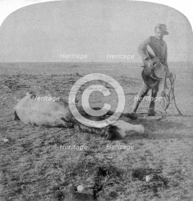 Soldier leaving his dead horse on the march to Bloemfontein, South Africa, Boer War, 1901.Artist: Underwood & Underwood