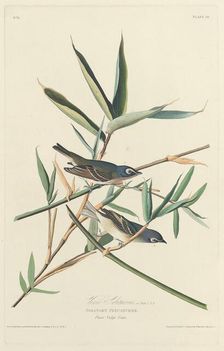 Solitary Flycatcher, 1828. Creator: Robert Havell