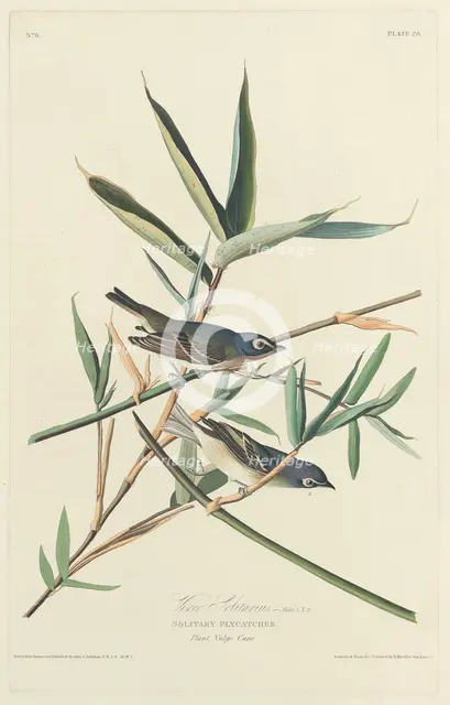 Solitary Flycatcher, 1828. Creator: Robert Havell.