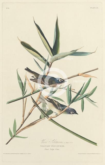 Solitary Flycatcher, 1828. Creator: Robert Havell.