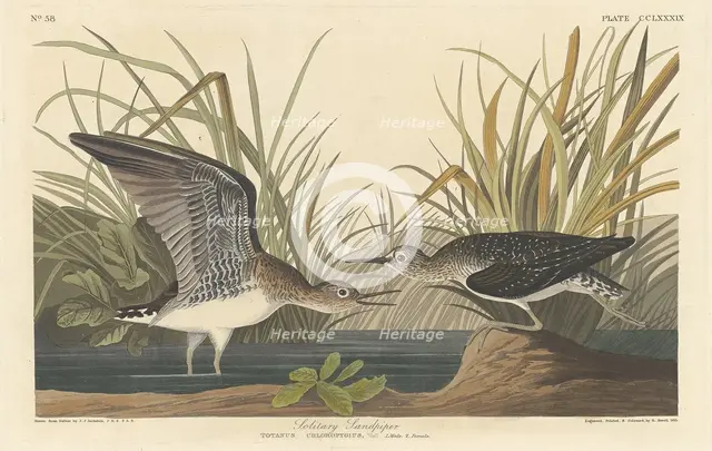 Solitary Sandpiper, 1836. Creator: Robert Havell.