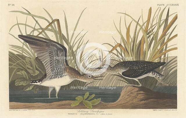 Solitary Sandpiper, 1836. Creator: Robert Havell.