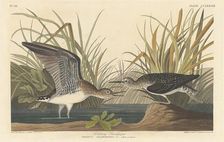 Solitary Sandpiper, 1836. Creator: Robert Havell