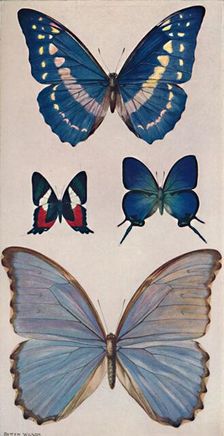 Some of Rio's Butterflies 1914. Artist: Patten Wilson