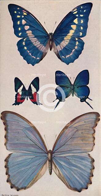 'Some of Rio's Butterflies', 1914. Artist: Patten Wilson.