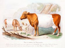 Somerset cows, 1842. Creator: Unknown