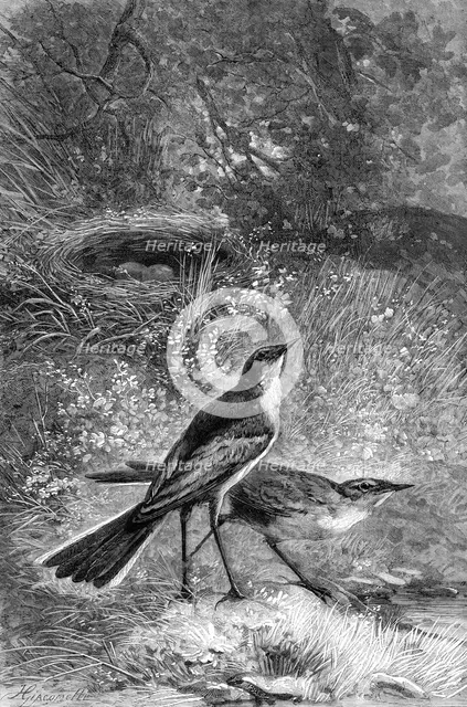 Sometimes in the shallows they boldly wade in search of prey, 1880. Creator: F Meaulle.
