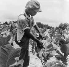 Son of Negro sharecropper "worming" tobacco, Wake County, North Carolina, 1939. Creator: Dorothea Lange