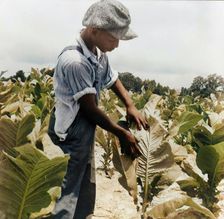 Son of Negro sharecropper "worming" tobacco, Wake County, North Carolina, 1939. Creator: Dorothea Lange