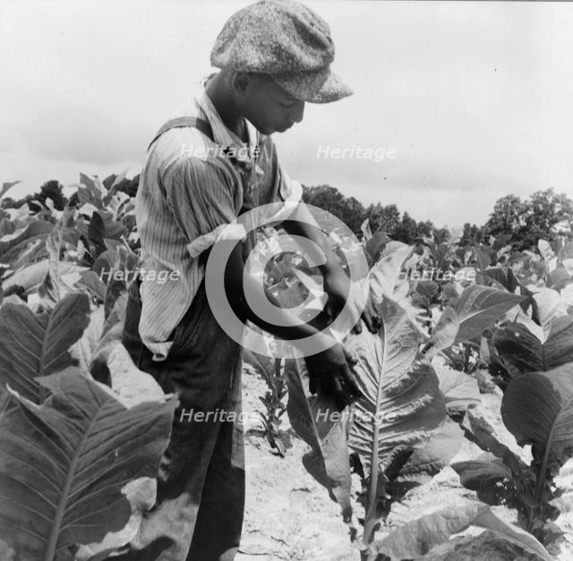 Son of Negro sharecropper "worming" tobacco, Wake County, North Carolina, 1939. Creator: Dorothea Lange.