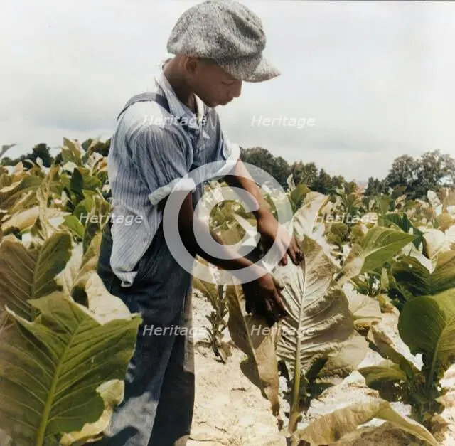 Son of Negro sharecropper "worming" tobacco, Wake County, North Carolina, 1939. Creator: Dorothea Lange.