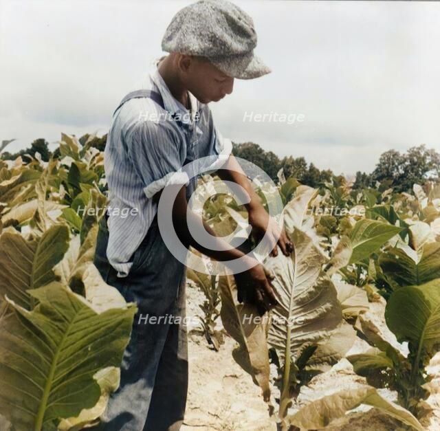 Son of Negro sharecropper "worming" tobacco, Wake County, North Carolina, 1939. Creator: Dorothea Lange.