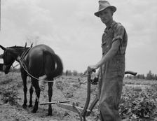 Son of sharecropper family at work in the cotton near Chesnee, South Carolina, 1937. Creator: Dorothea Lange