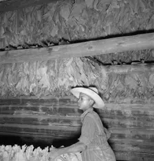 Son of sharecropper...hanging up strung tobacco inside barn, Shoofly, North Carolina, 1939. Creator: Dorothea Lange