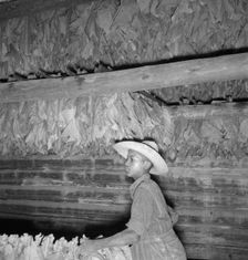 Son of sharecropper...hanging up strung tobacco inside barn, Shoofly, North Carolina, 1939. Creator: Dorothea Lange