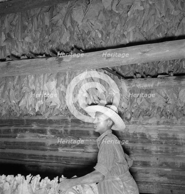 Son of sharecropper...hanging up strung tobacco inside barn, Shoofly, North Carolina, 1939. Creator: Dorothea Lange.
