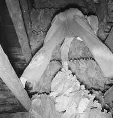 Son of tenant farmer hanging up strung tobacco inside the barn, Shoofly, North Carolina, 1939. Creator: Dorothea Lange