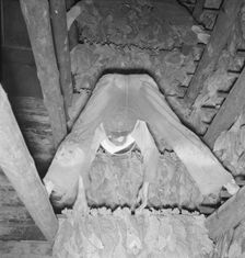 Son of tenant farmer hanging up strung tobacco inside the barn, Shoofly, North Carolina, 1939. Creator: Dorothea Lange
