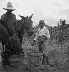 Son and grandson of tenant farmer bring in the mules...noon, Granville County, North Carolina, 1939. Creator: Dorothea Lange