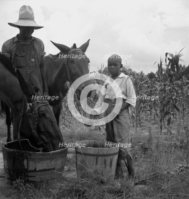 Son and grandson of tenant farmer bring in the mules...noon, Granville County, North Carolina, 1939. Creator: Dorothea Lange.