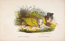 Son Fish and Sucker, from The Comic Natural History of the Human Race, 1851. Creators: Henry Louis Stephens, L. Rosenthal