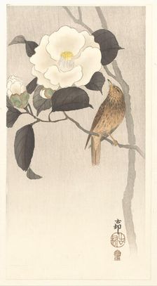 Songbird and blooming camellia, 1900-1910. Creator: Ohara, Koson (1877-1945)
