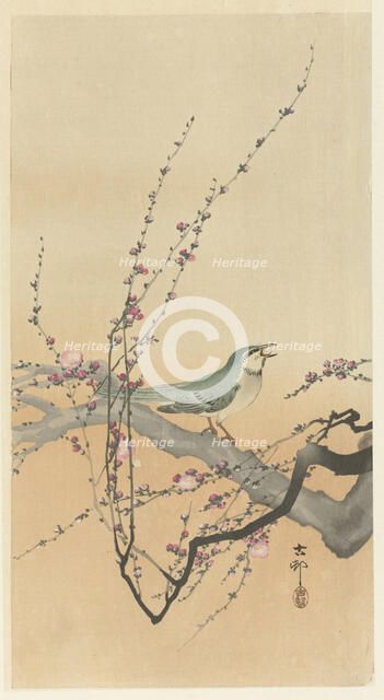 Songbird and plum blossom. Creator: Ohara, Koson (1877-1945).