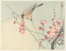 Songbird on blossom branch, Between 1910 and 1920. Creator: Ohara, Koson (1877-1945)