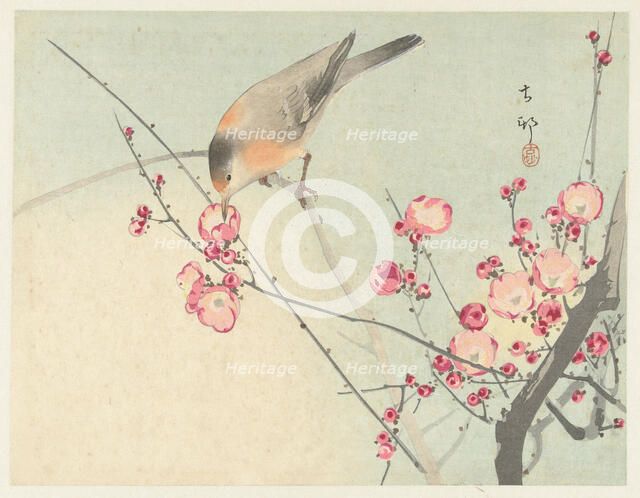 Songbird on blossom branch, Between 1910 and 1920. Creator: Ohara, Koson (1877-1945).
