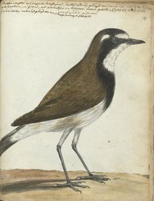 Songbird or Cape Nightingale, 1786. Creator: Jan Brandes