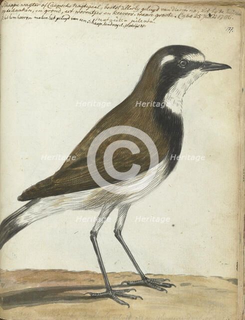 Songbird or Cape Nightingale, 1786. Creator: Jan Brandes.