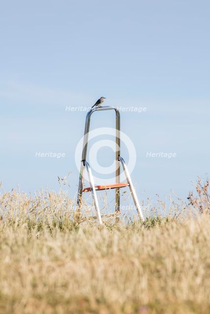 Songbird perched on a stepladder, St Cuthbert's Isle, Holy Island, Northumberland, 2018. Creator: Alun Bull.