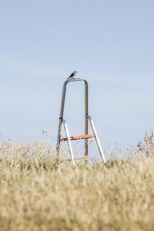 Songbird perched on a stepladder, St Cuthbert's Isle, Holy Island, Northumberland, 2018. Creator: Alun Bull