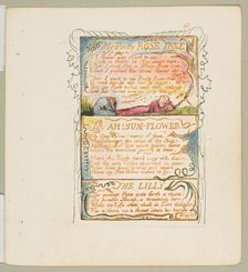Songs of Innocence and of Experience: My Pretty Rose Tree, Ah! Sun-Flower, The Lily, ca. 1825. Creator: William Blake
