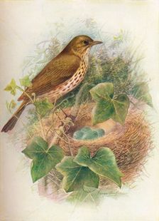 Song-Thrush or Mavis - Tur'dus mu'sicus c1910, (1910). Artist: George James Rankin