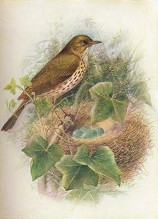 Song-Thrush or Mavis - Tur'dus mu'sicus c1910, (1910). Artist: George James Rankin