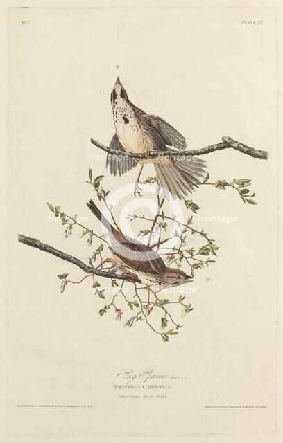 Song Sparrow, 1827. Creator: Robert Havell.