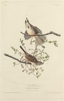 Song Sparrow, 1827. Creator: Robert Havell